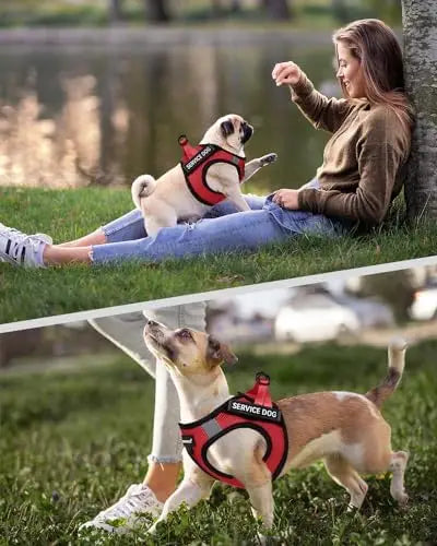 Service Dog Vest for Small Dogs with Patches