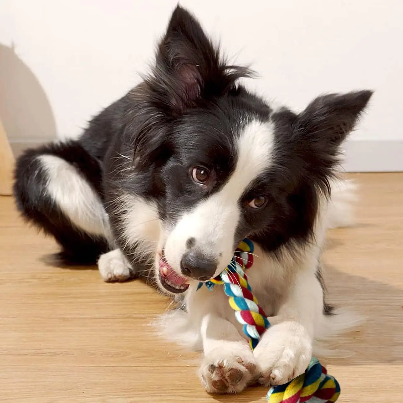 Braided Cotton Rope Tug of War Toy