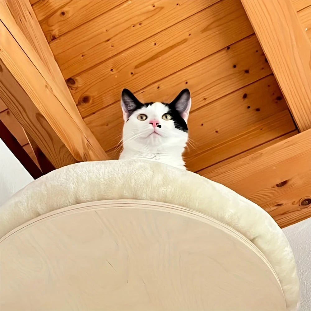 Wall Mounted Climbing Ladder with Scratching Post