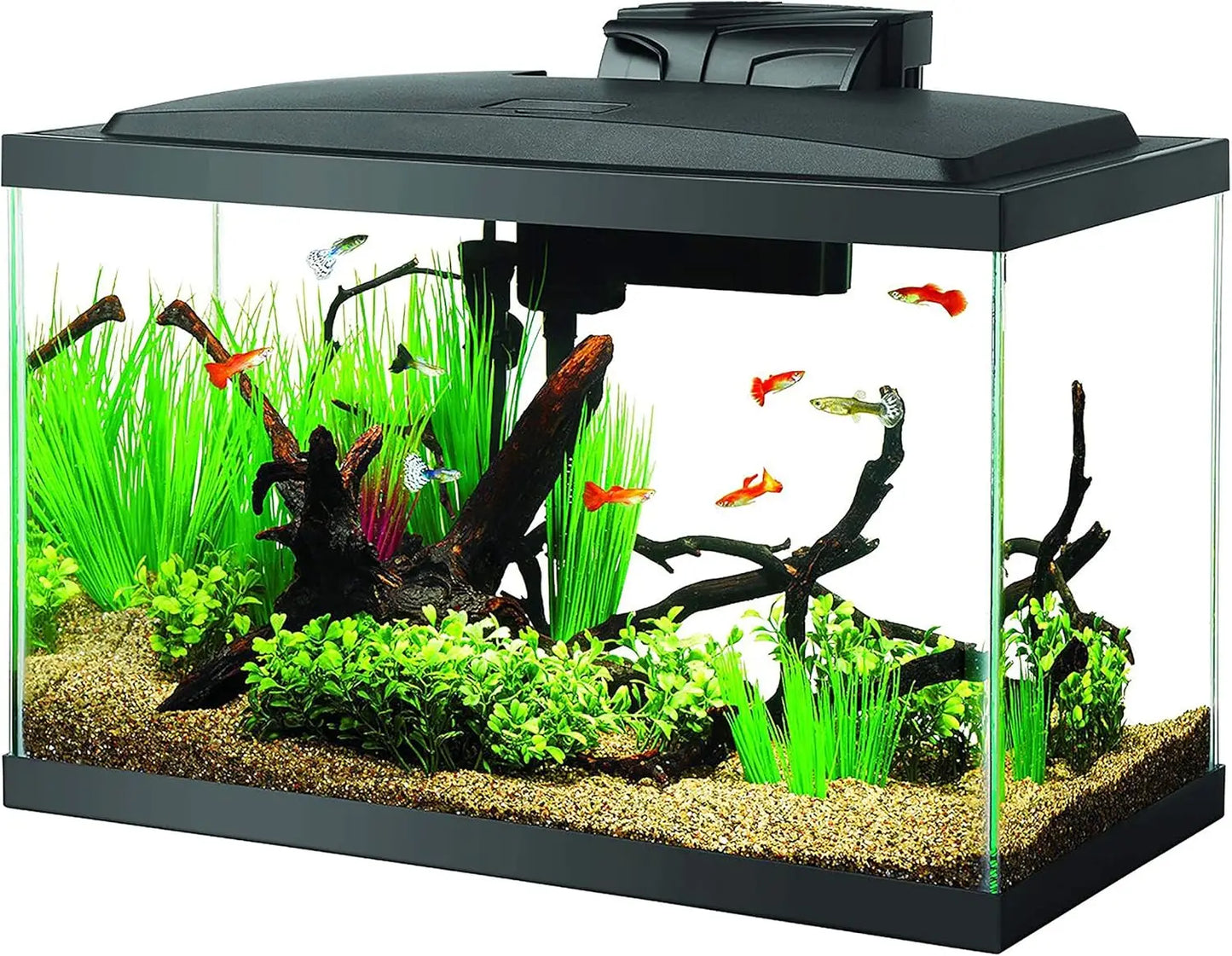 10 Gallon Aquarium Starter Kit with LED Lighting