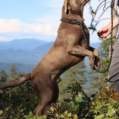 Dog Training Slip Leash, 6 ft, 3/8 inch