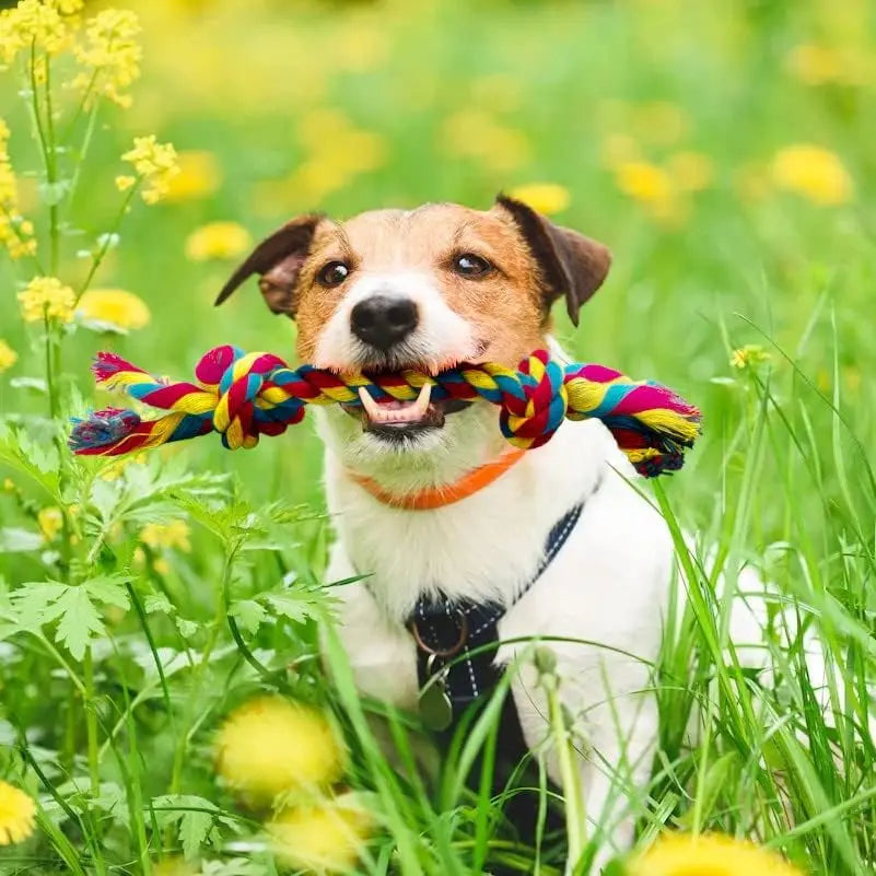 Braided Cotton Rope Tug of War Toy